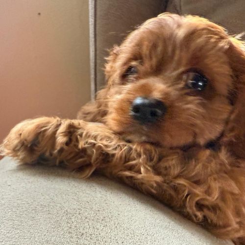 cavapoo 6