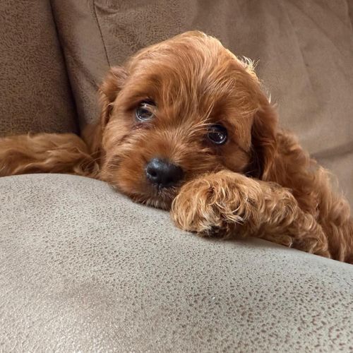 cavapoo 7