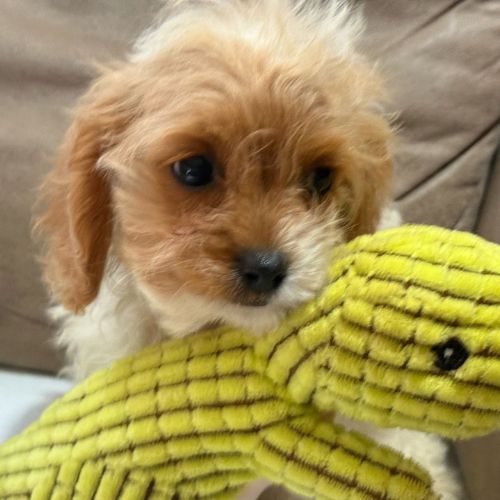 cavapoo 8