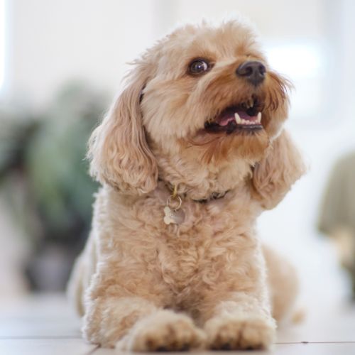 cavapoo