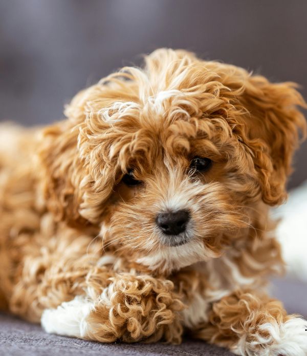 cavapoo cachorros