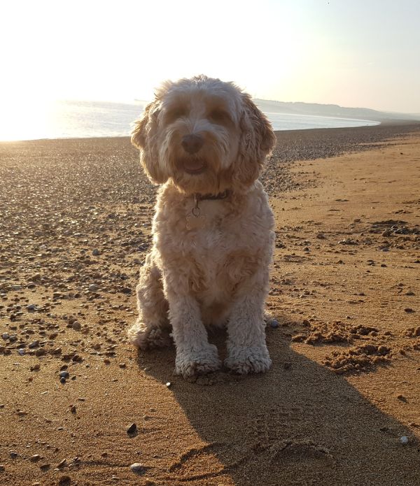 cockapoo 15