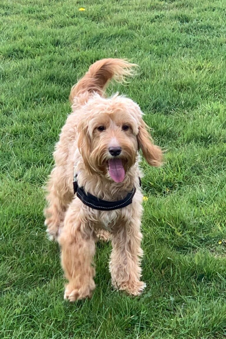 cockapoo precio