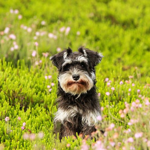 comprar schnauzer