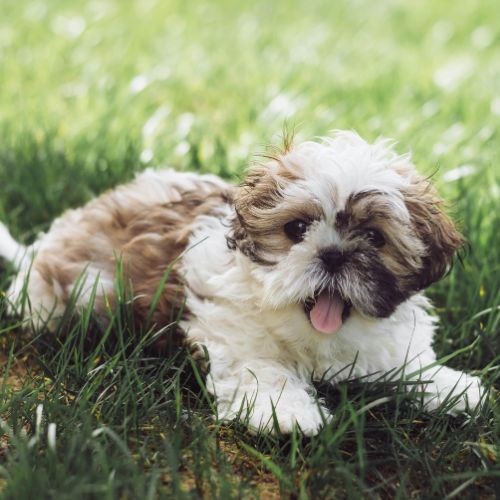 comprar shih tzu