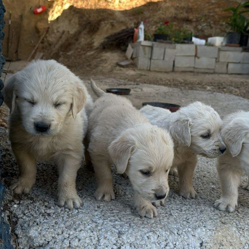 criadero golden retriever