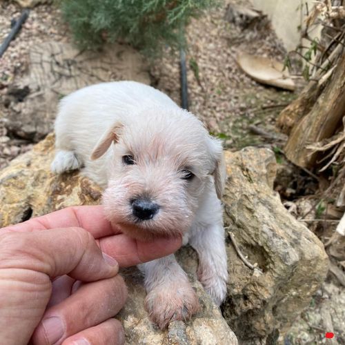 criadero schnauzer