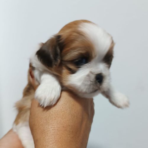 criadero shih tzu