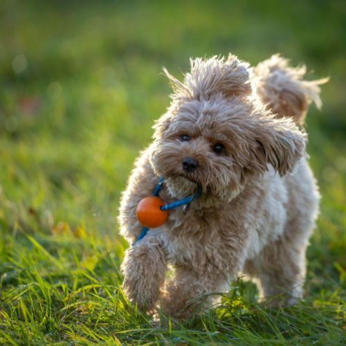 criaderos cavapoo