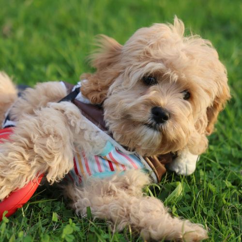 criaderos cockapoo