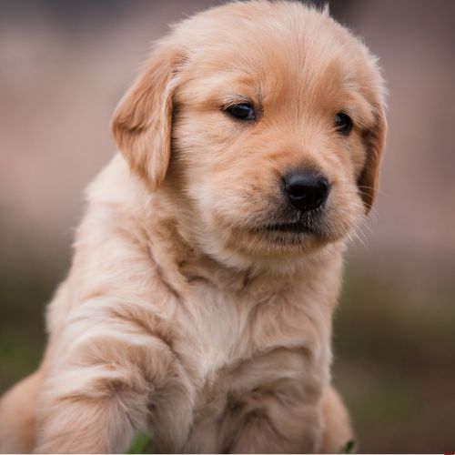 criaderos golden retriever
