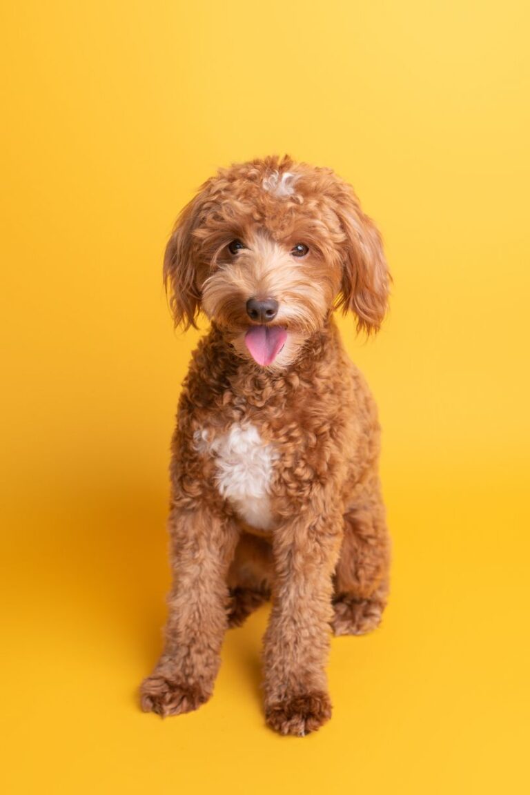 criaderos goldendoodle