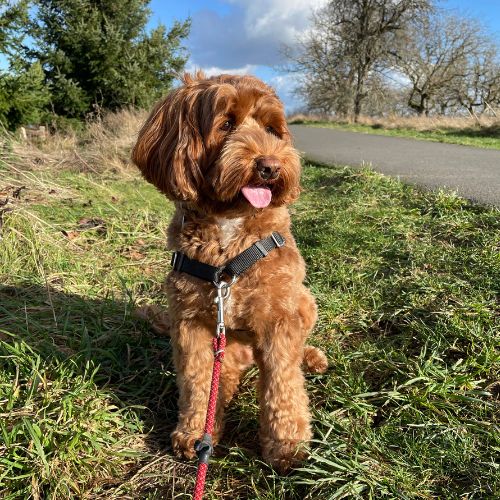 criaderos labradoodle