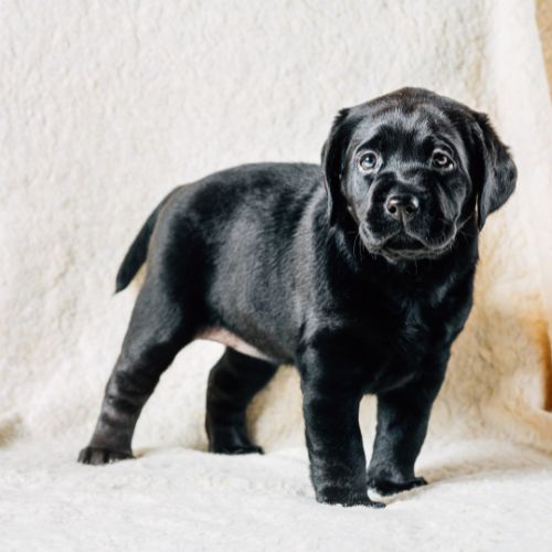 criaderos labrador
