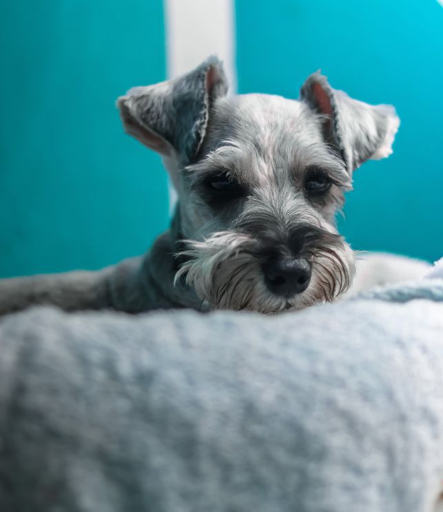 criaderos schnauzer