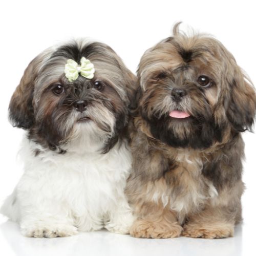 criaderos shih tzu