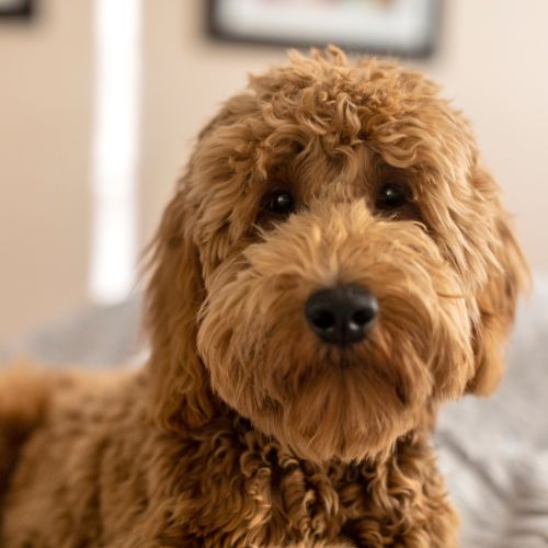 criador goldendoodle