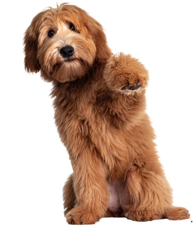 criador labradoodle