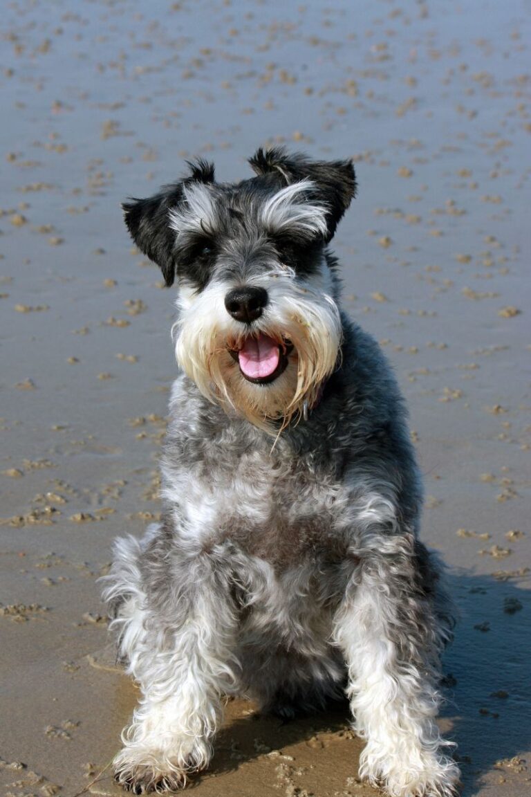 criador schnauzer