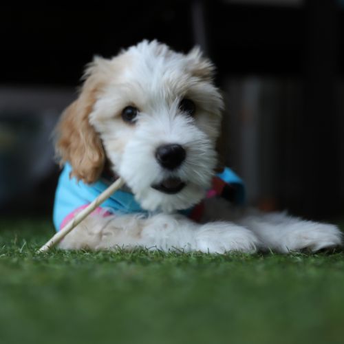 criadores cavapoo