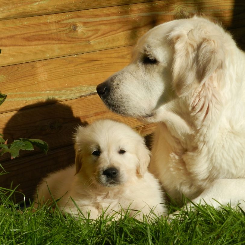 criadores golden retriever