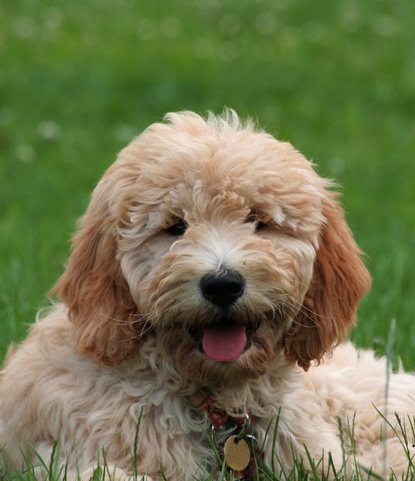 criadores goldendoodle