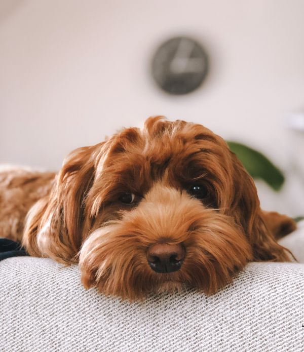 criadores labradoodle