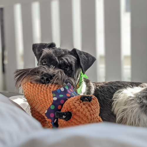 criadores schnauzer