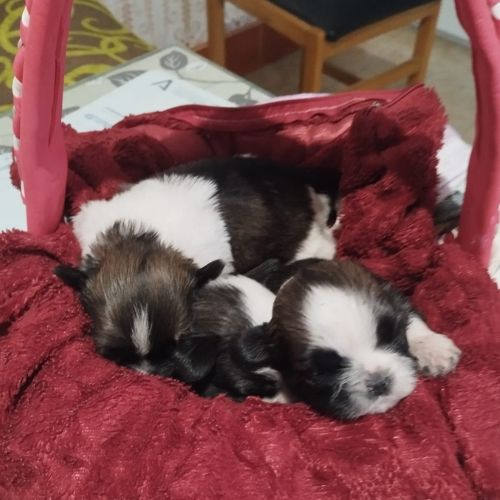 criadores shih tzu