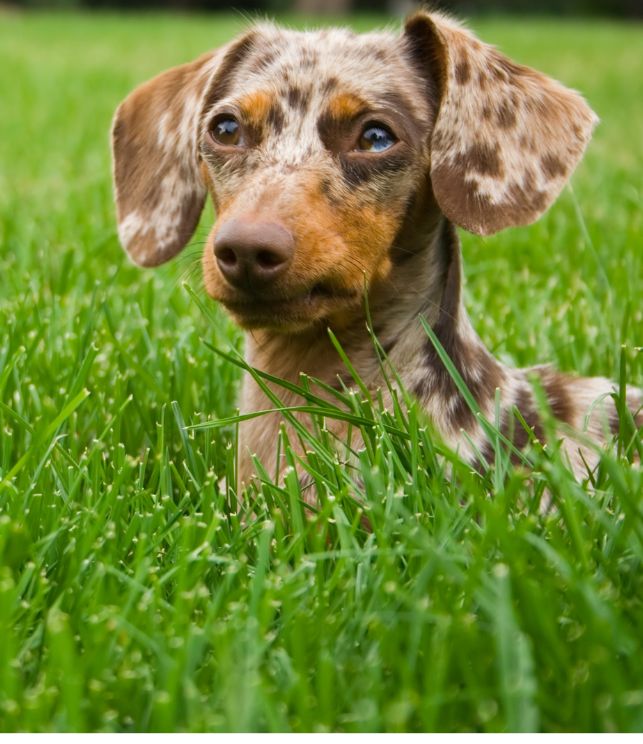 dachshund