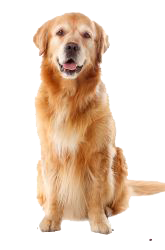 golden britanico