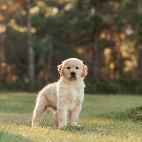 golden cachorro