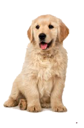 golden retriever americano