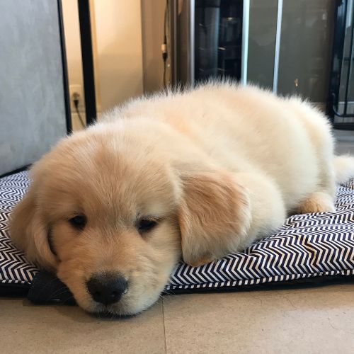 golden retriever cachorro