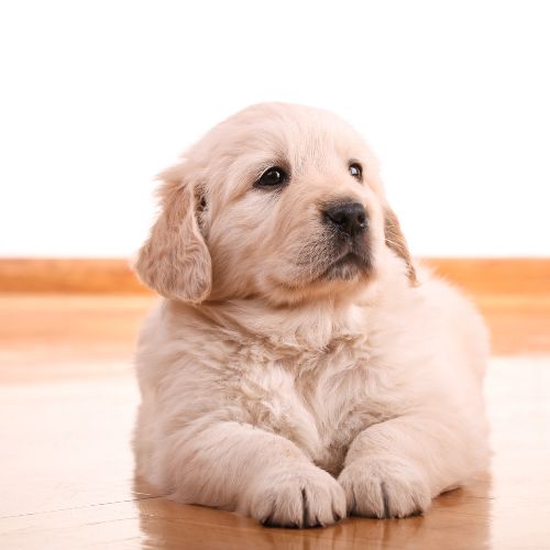 golden retriever cachorros