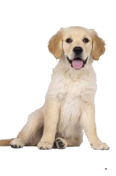 golden retriever canadiense