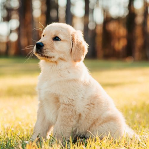 golden retriever criadero