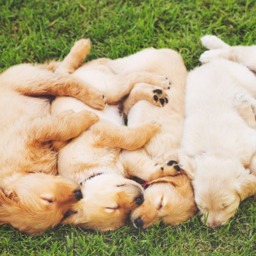 golden retriever precio