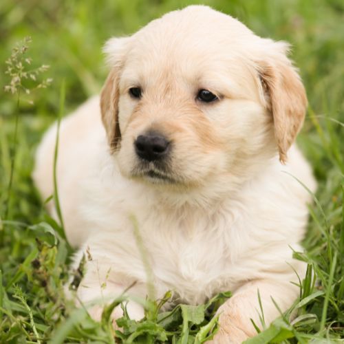golden retriever