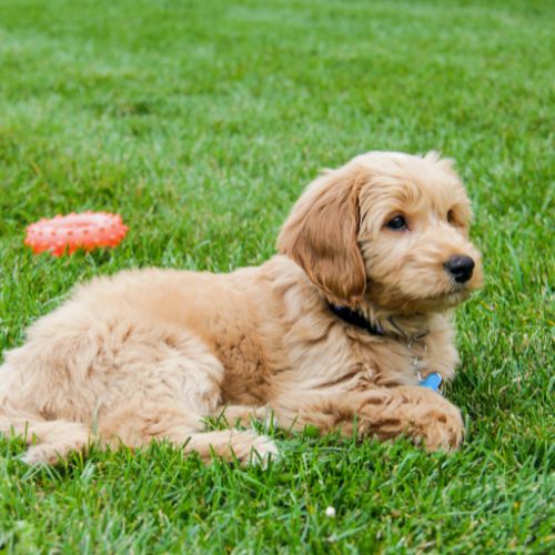 goldendoodle 3