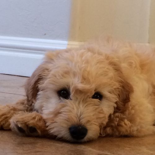 goldendoodle 4