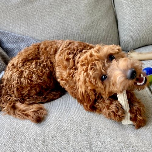 goldendoodle 5