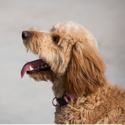 goldendoodle 6