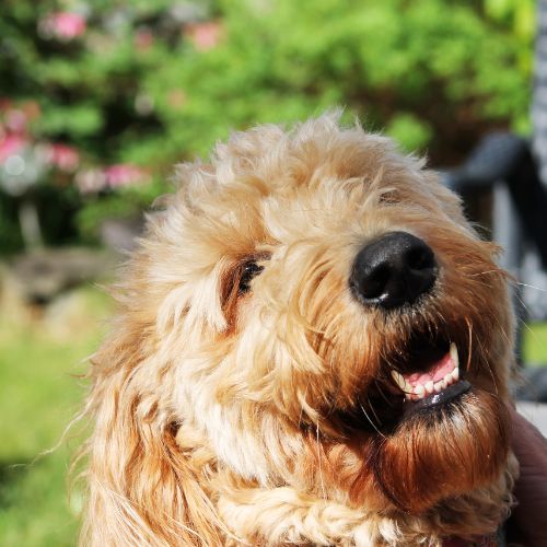 goldendoodle 7
