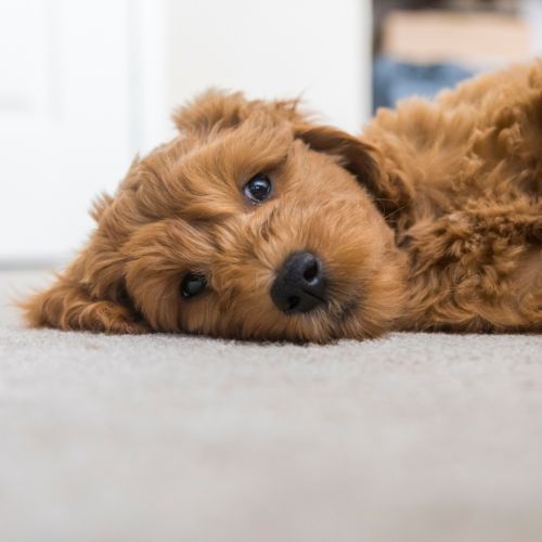 goldendoodle cachorros