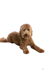 goldendoodle mini