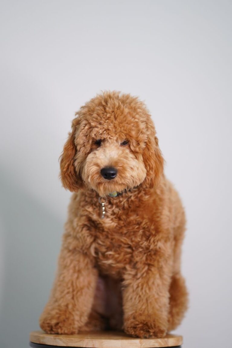 goldendoodle precio
