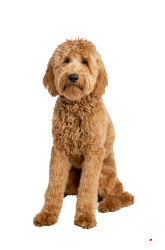 goldendoodle standar