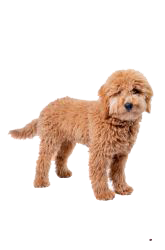 goldendoodle toy
