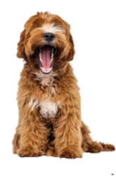 labraddodle mediano 2png